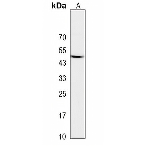 NEGR1 Rabbit Polyclonal Antibody