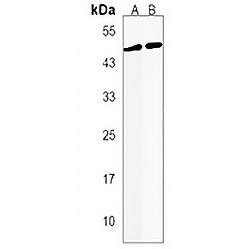 RASSF7 Rabbit Polyclonal Antibody