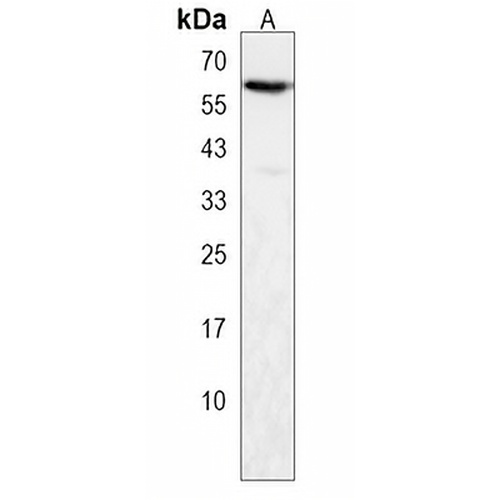 PAF1 Rabbit Polyclonal Antibody