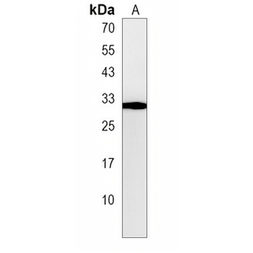 SAP30 Rabbit Polyclonal Antibody