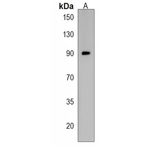 TAB3 Rabbit Polyclonal Antibody