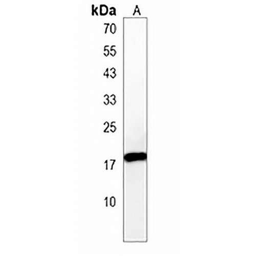 PPIL3 Rabbit Polyclonal Antibody