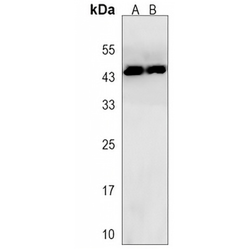 ESX1 Rabbit Polyclonal Antibody