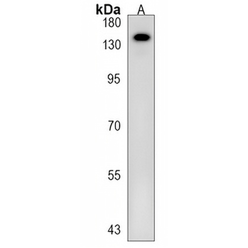 PIGO Rabbit Polyclonal Antibody