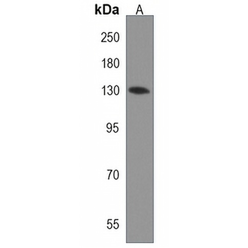 CASPR4 Rabbit Polyclonal Antibody