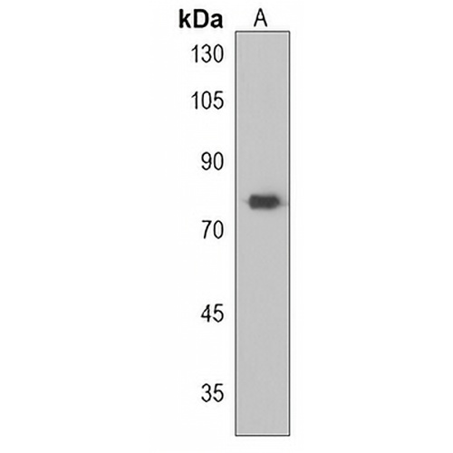 RRN3 Rabbit Polyclonal Antibody