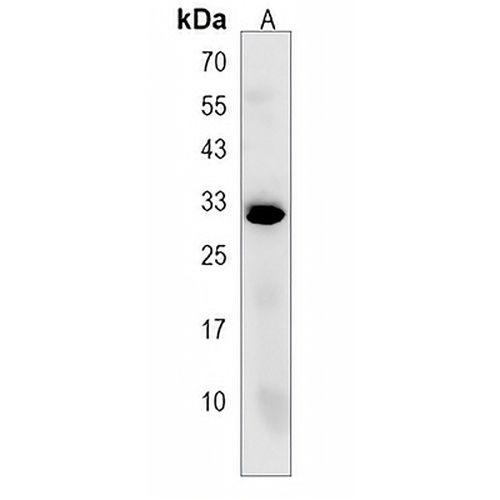 PEF1 Rabbit Polyclonal Antibody