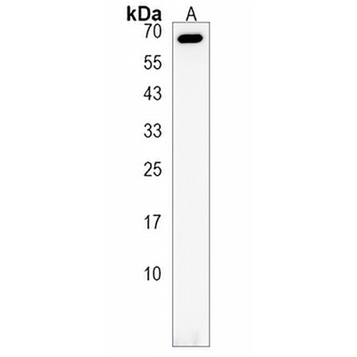 LCORL Rabbit Polyclonal Antibody