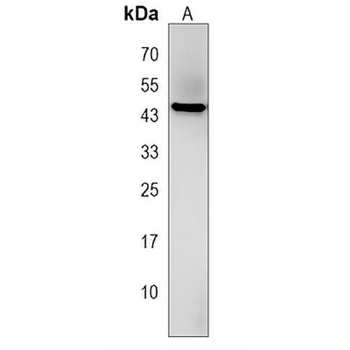 FAM43A Rabbit Polyclonal Antibody