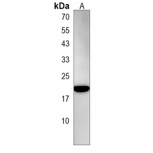 CNIH3 Rabbit Polyclonal Antibody