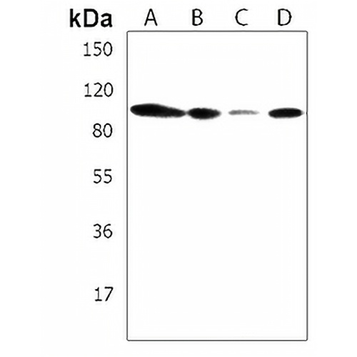 ZNF41 Rabbit Polyclonal Antibody