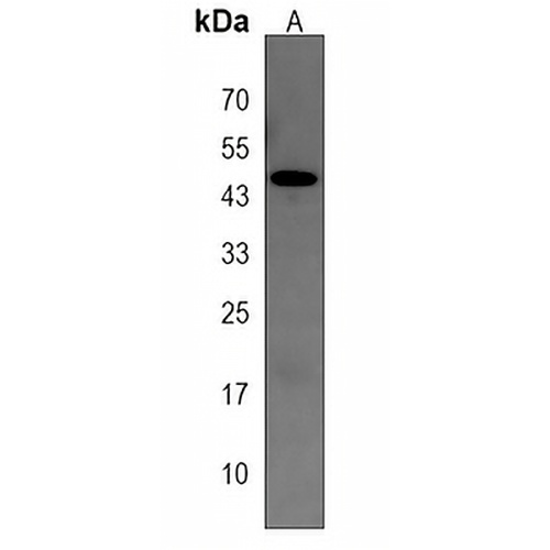 TOR3A Rabbit Polyclonal Antibody