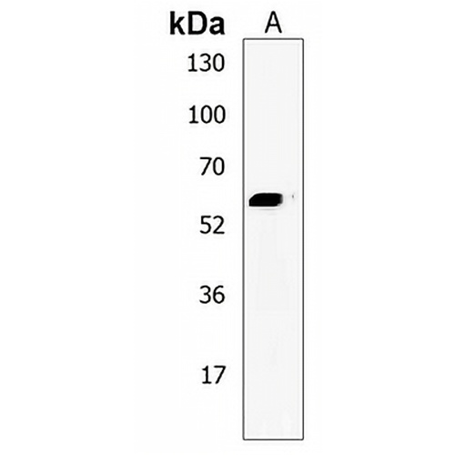 RNF14 Rabbit Polyclonal Antibody