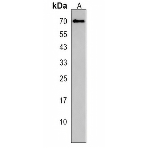 SNTB1 Rabbit Polyclonal Antibody