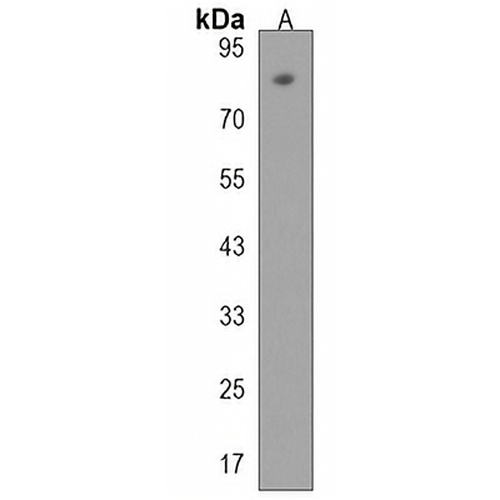 TBC1D10B Rabbit Polyclonal Antibody