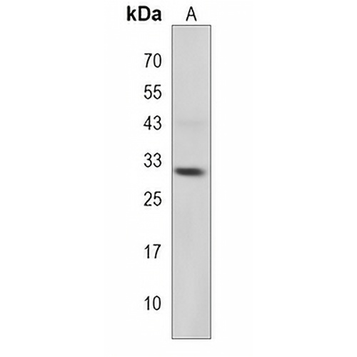 MPZL2 Rabbit Polyclonal Antibody