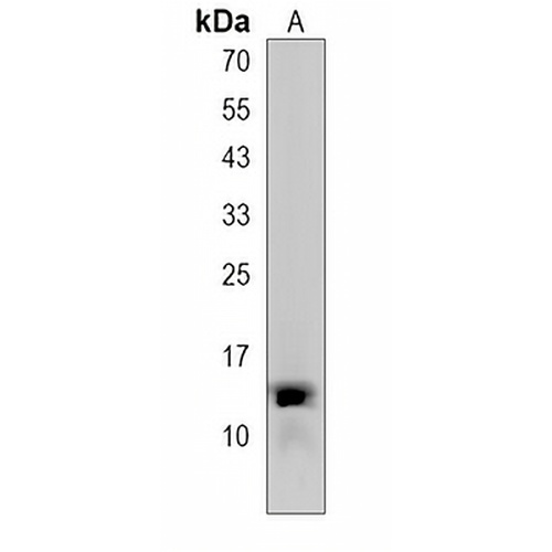 C15orf37 Rabbit Polyclonal Antibody
