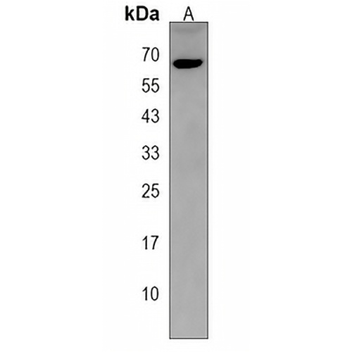 TRIM75 Rabbit Polyclonal Antibody