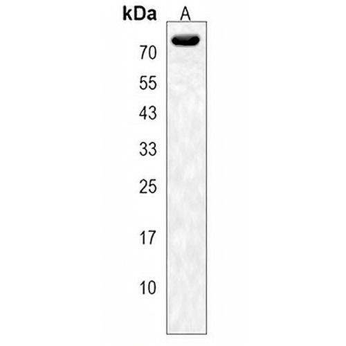 SLFN12 Rabbit Polyclonal Antibody