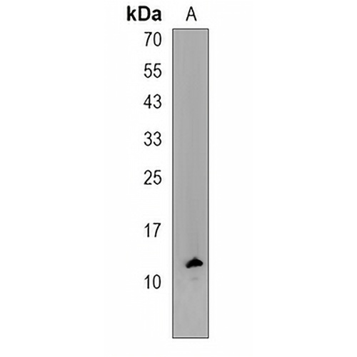 COA4 Rabbit Polyclonal Antibody