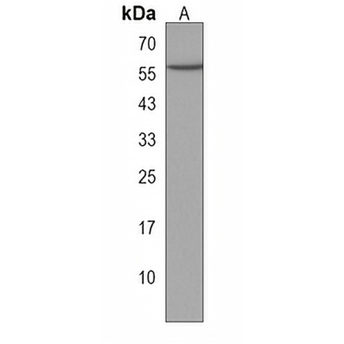 RASGEF1C Rabbit Polyclonal Antibody