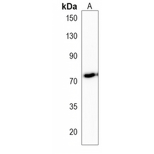 TMC4 Rabbit Polyclonal Antibody