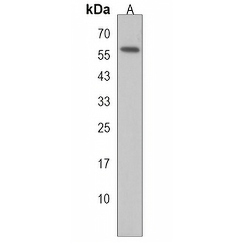 ZNF503 Rabbit Polyclonal Antibody