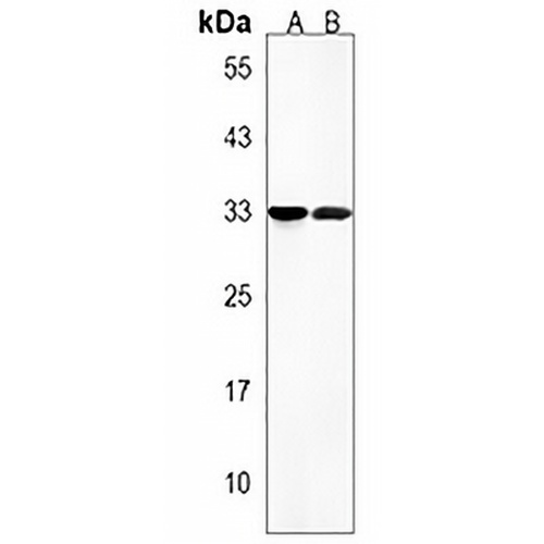 OR8J3 Rabbit Polyclonal Antibody