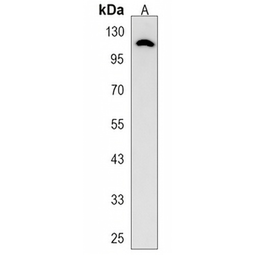 FAM65C Rabbit Polyclonal Antibody