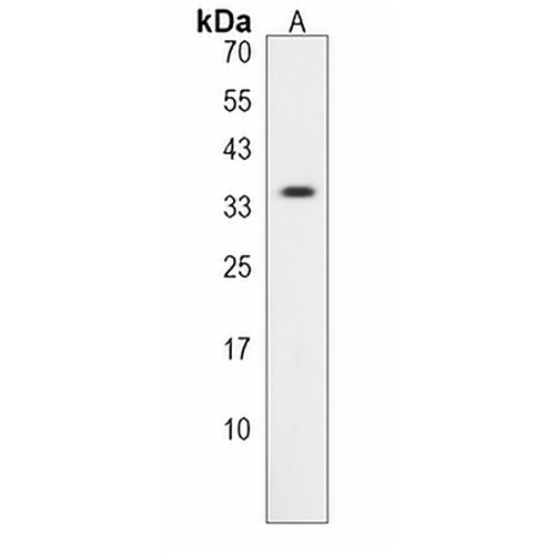 Melusin Rabbit Polyclonal Antibody