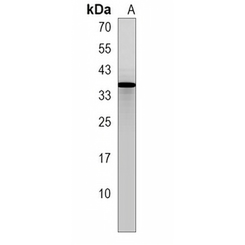 MND1 Rabbit Polyclonal Antibody