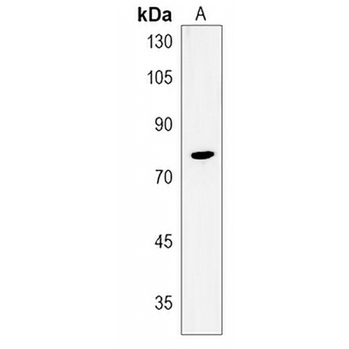 Rhophilin 1 Rabbit Polyclonal Antibody