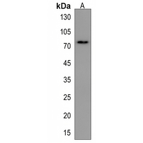 ARHGAP28 Rabbit Polyclonal Antibody