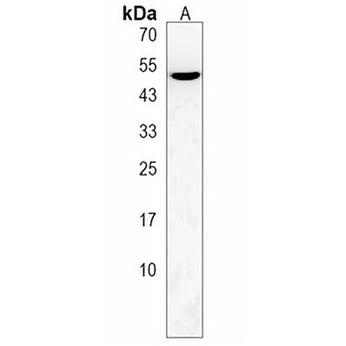 PLEKHA8 Rabbit Polyclonal Antibody