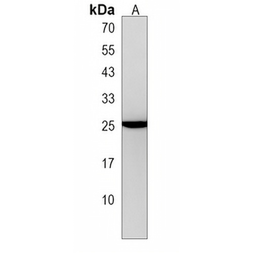 MRPS23 Rabbit Polyclonal Antibody