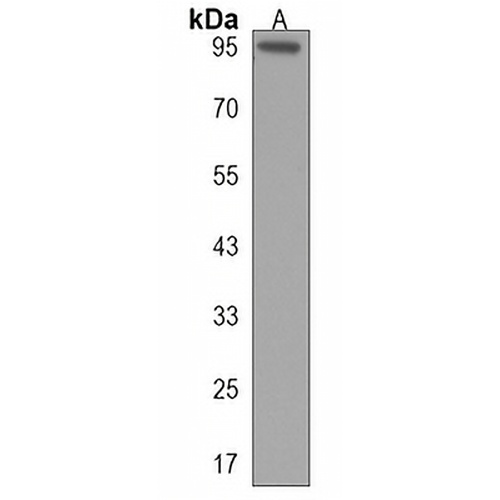 PCDHGA5 Rabbit Polyclonal Antibody
