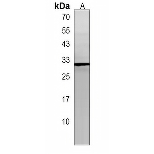 POMZP3 Rabbit Polyclonal Antibody