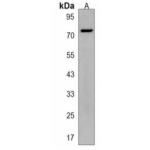 ZNF483 Rabbit Polyclonal Antibody