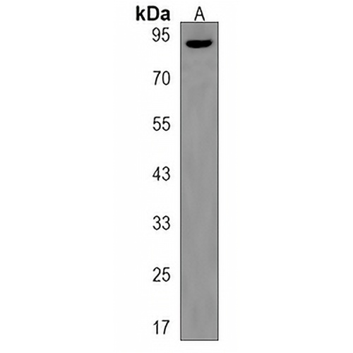 EXD3 Rabbit Polyclonal Antibody