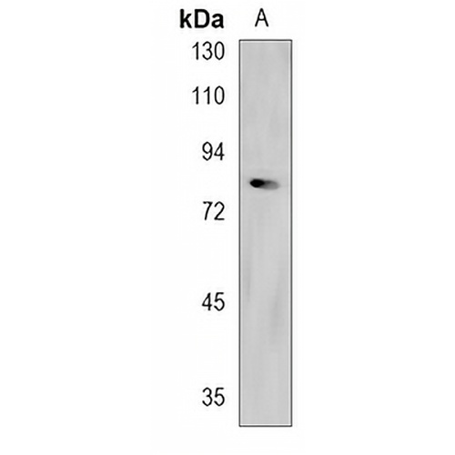 FBXL19 Rabbit Polyclonal Antibody