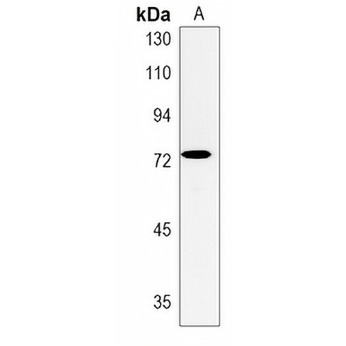 EXTL1 Rabbit Polyclonal Antibody