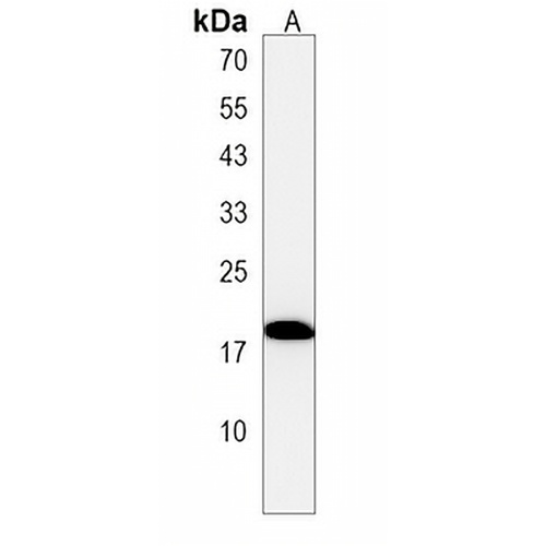 LYZL1 Rabbit Polyclonal Antibody