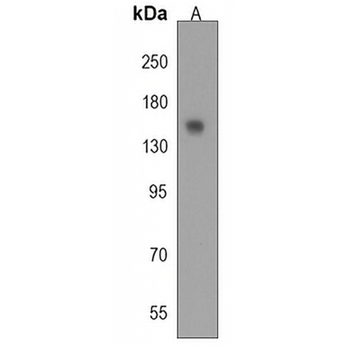 HEPHL1 Rabbit Polyclonal Antibody