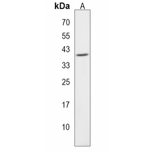 HNRNPA3 Rabbit Polyclonal Antibody