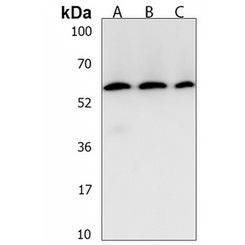 BRD9 Rabbit Polyclonal Antibody