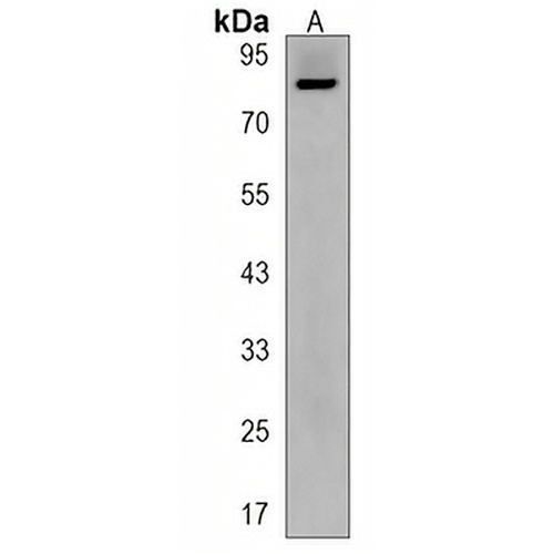 MCTP2 Rabbit Polyclonal Antibody