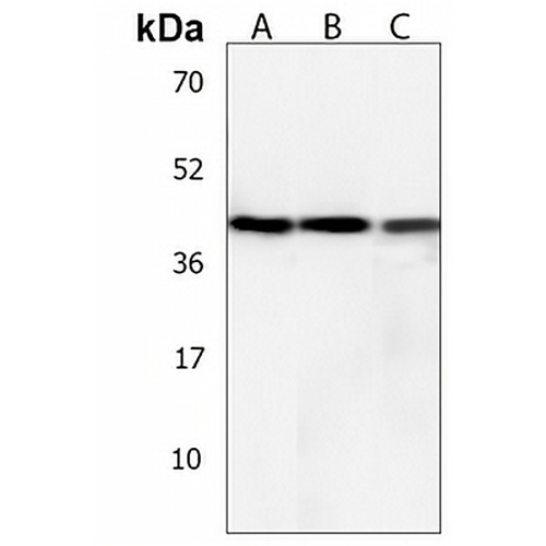 MCIDAS Rabbit Polyclonal Antibody