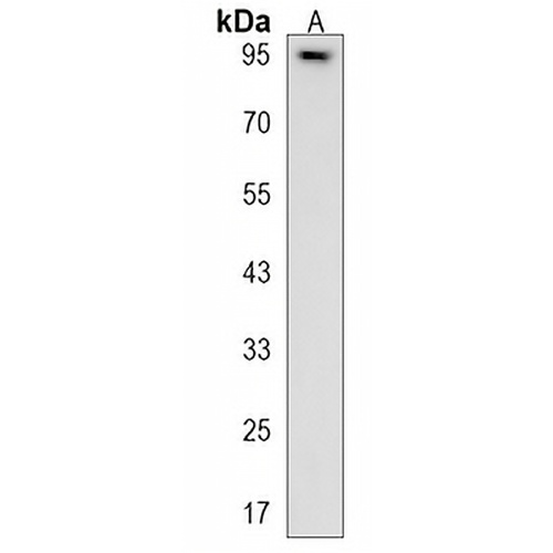 ELFN1 Rabbit Polyclonal Antibody