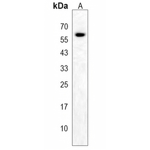 LRRC14B Rabbit Polyclonal Antibody