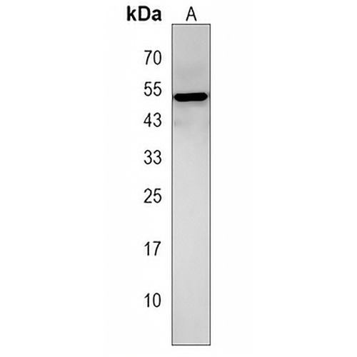 ZPLD1 Rabbit Polyclonal Antibody